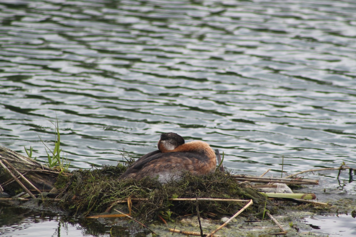 Red-necked Grebe - ML31225611