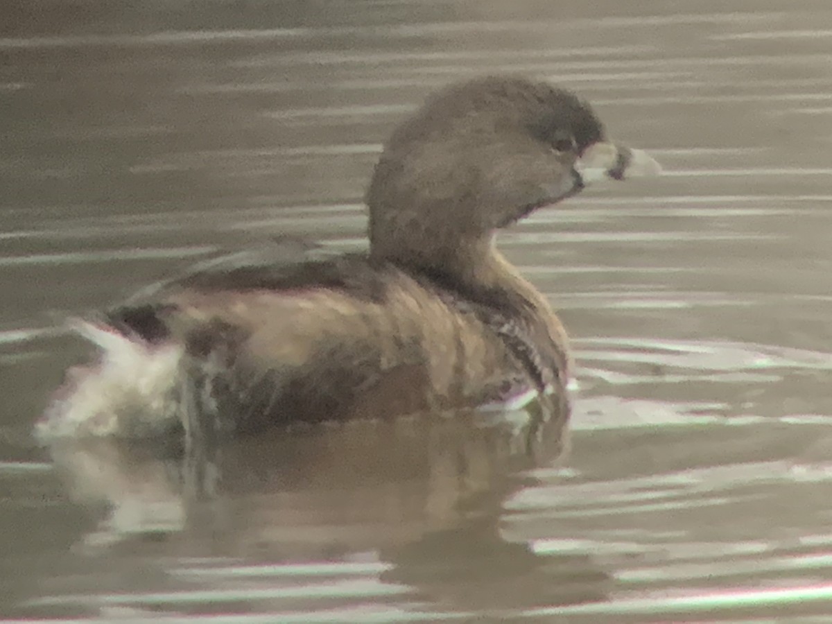 Pied-billed Grebe - ML312256171