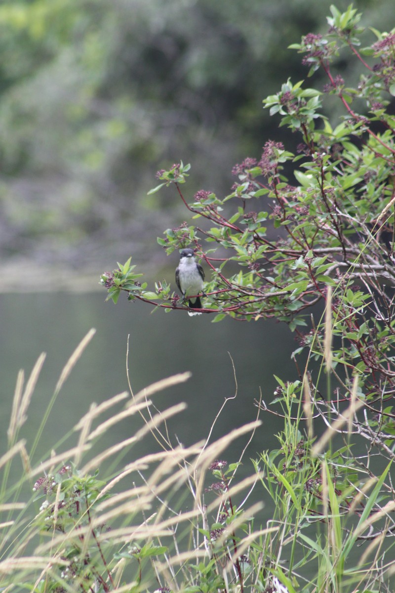 Eastern Kingbird - ML31225631