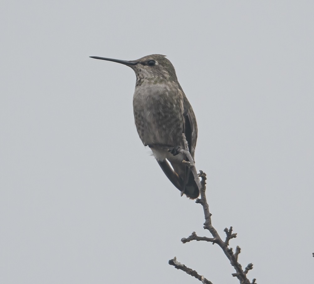 Anna's Hummingbird - ML312257251