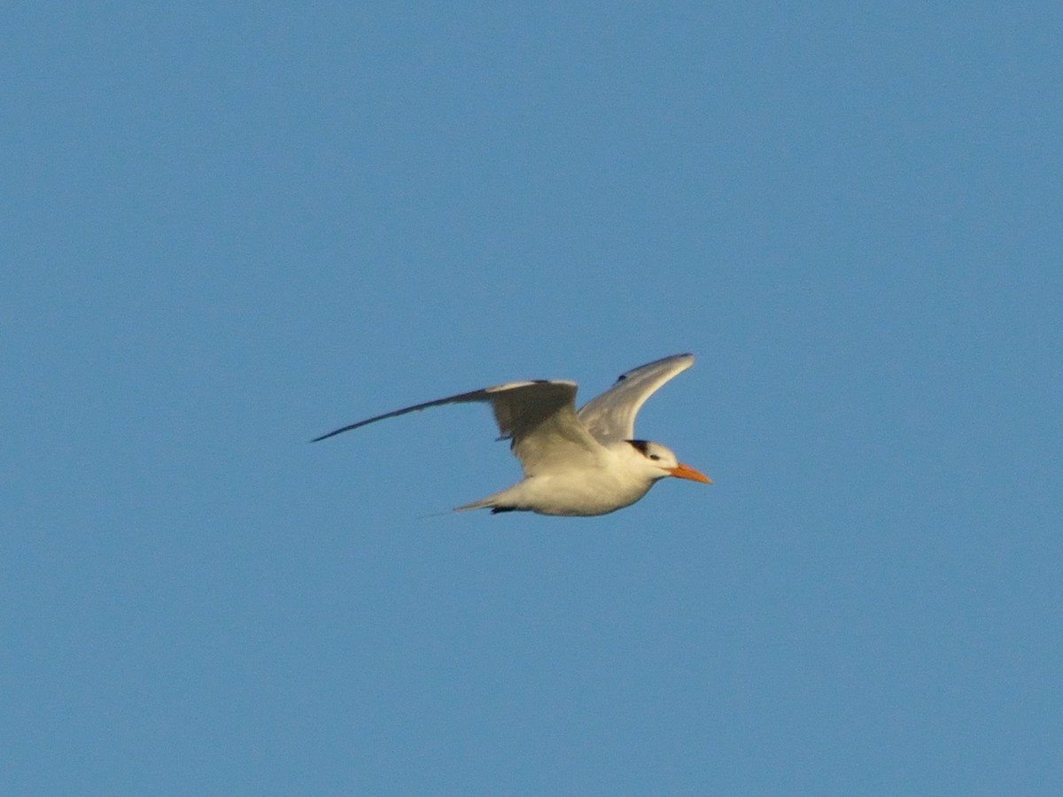 Royal Tern - ML312257851