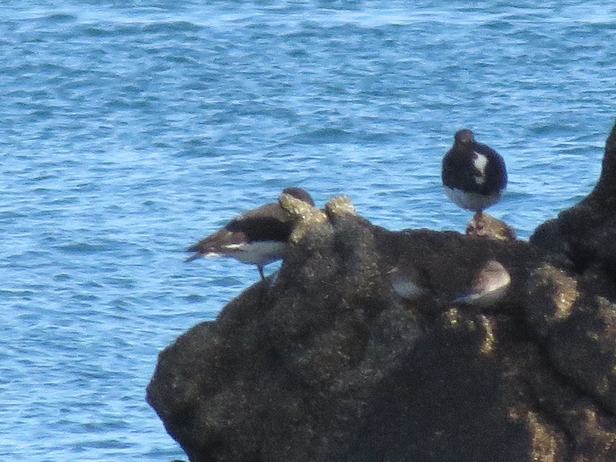 Eurasian Oystercatcher - ML312258421