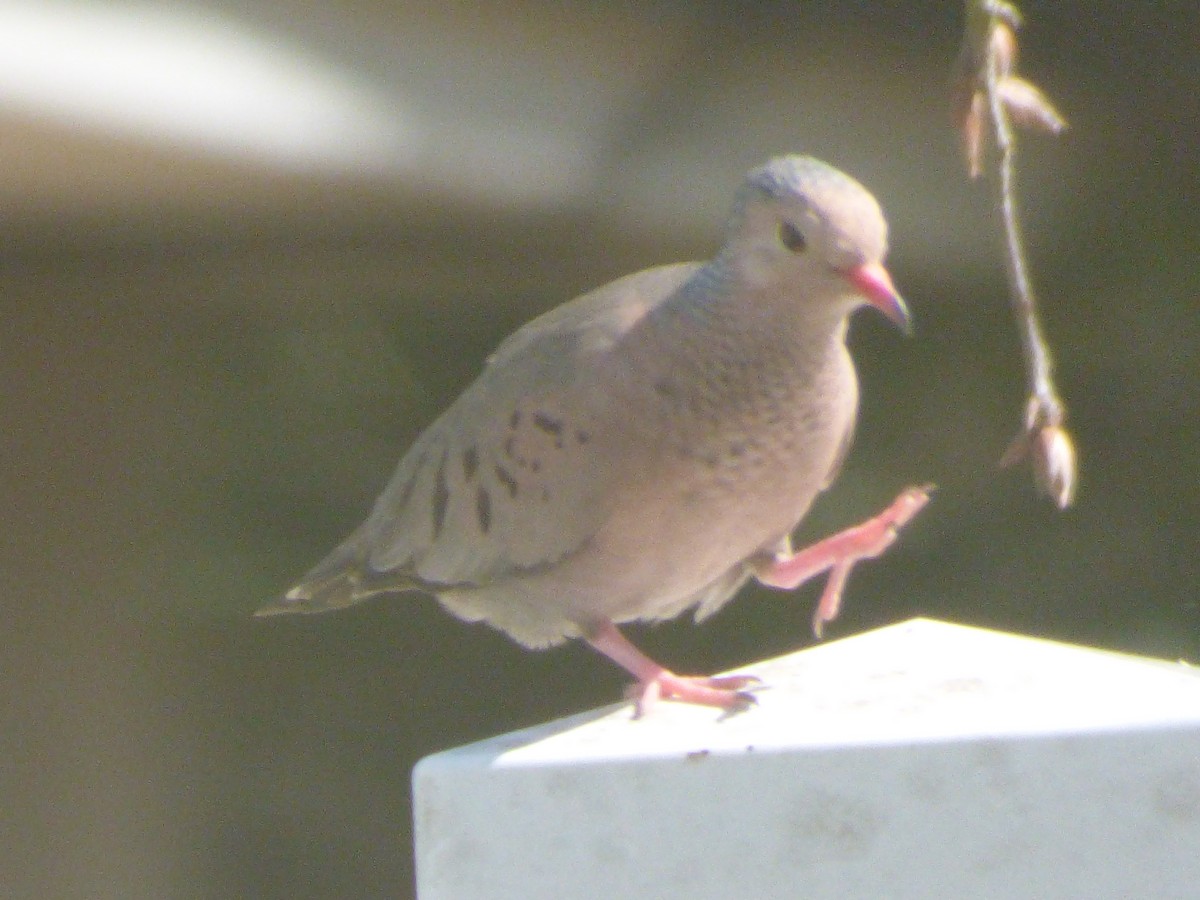 Common Ground Dove - ML312258541