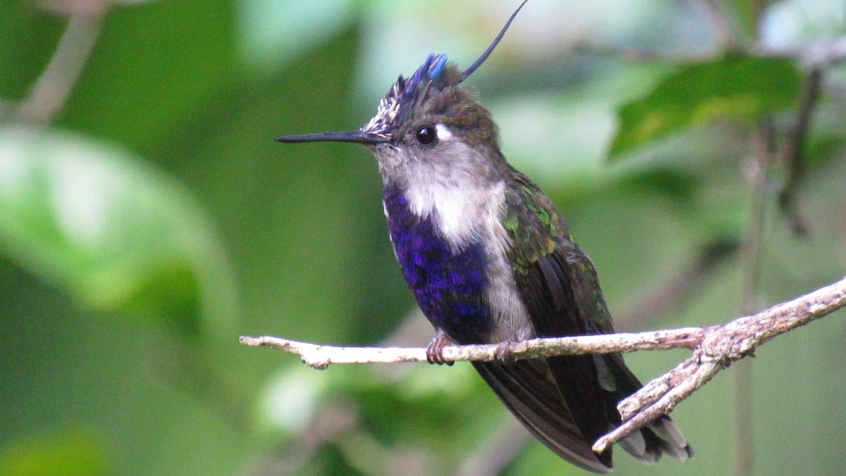 kolibřík paraguayský - ML312258871