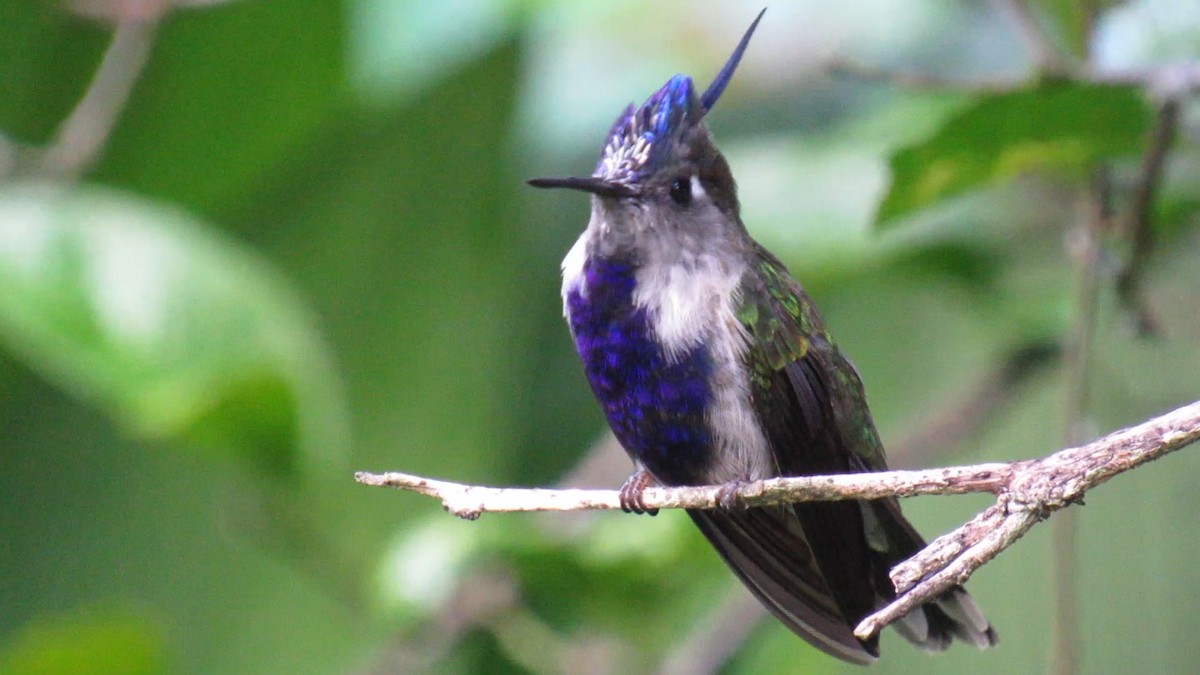 kolibřík paraguayský - ML312259041