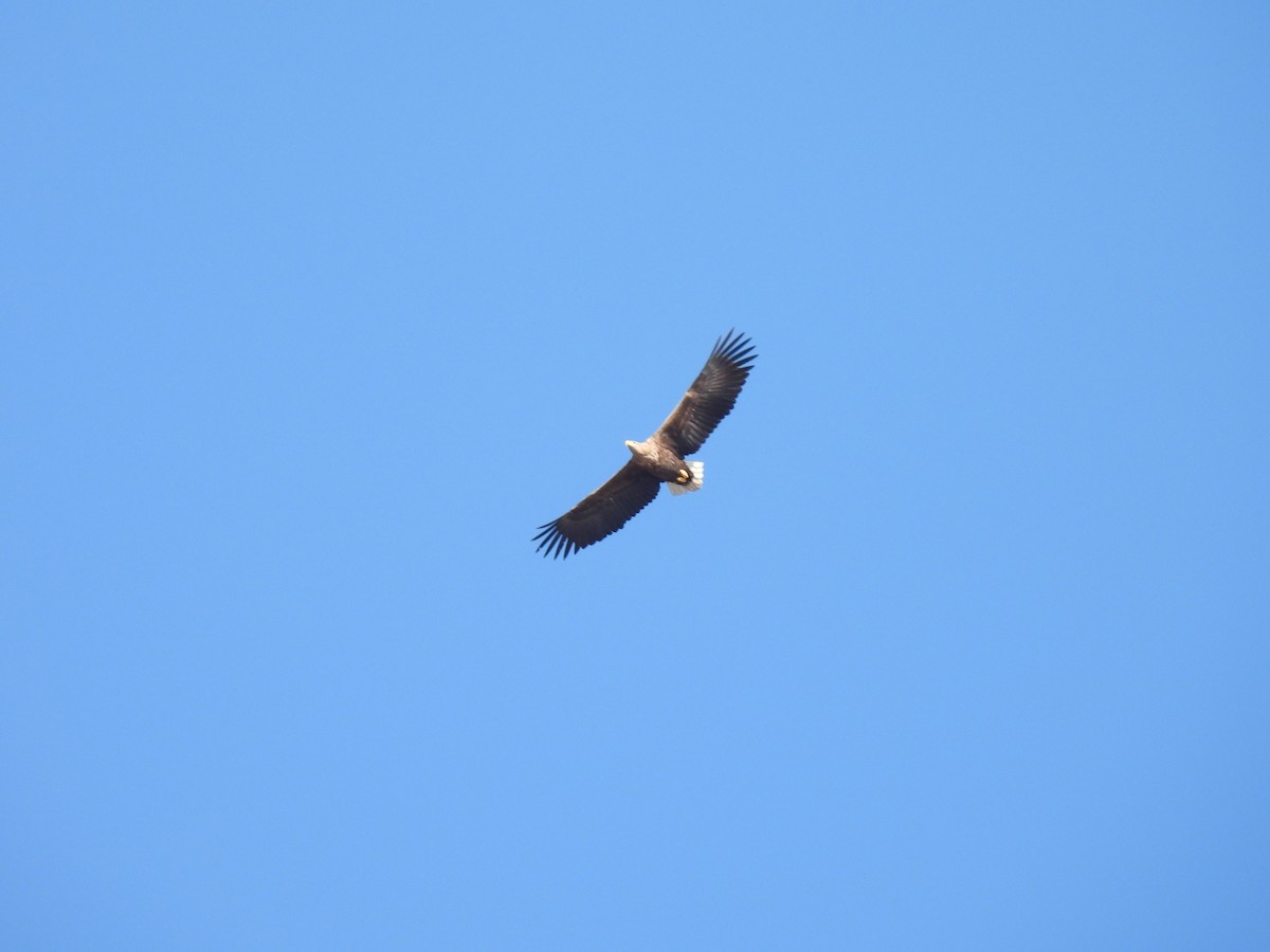 White-tailed Eagle - Libor Schröpfer