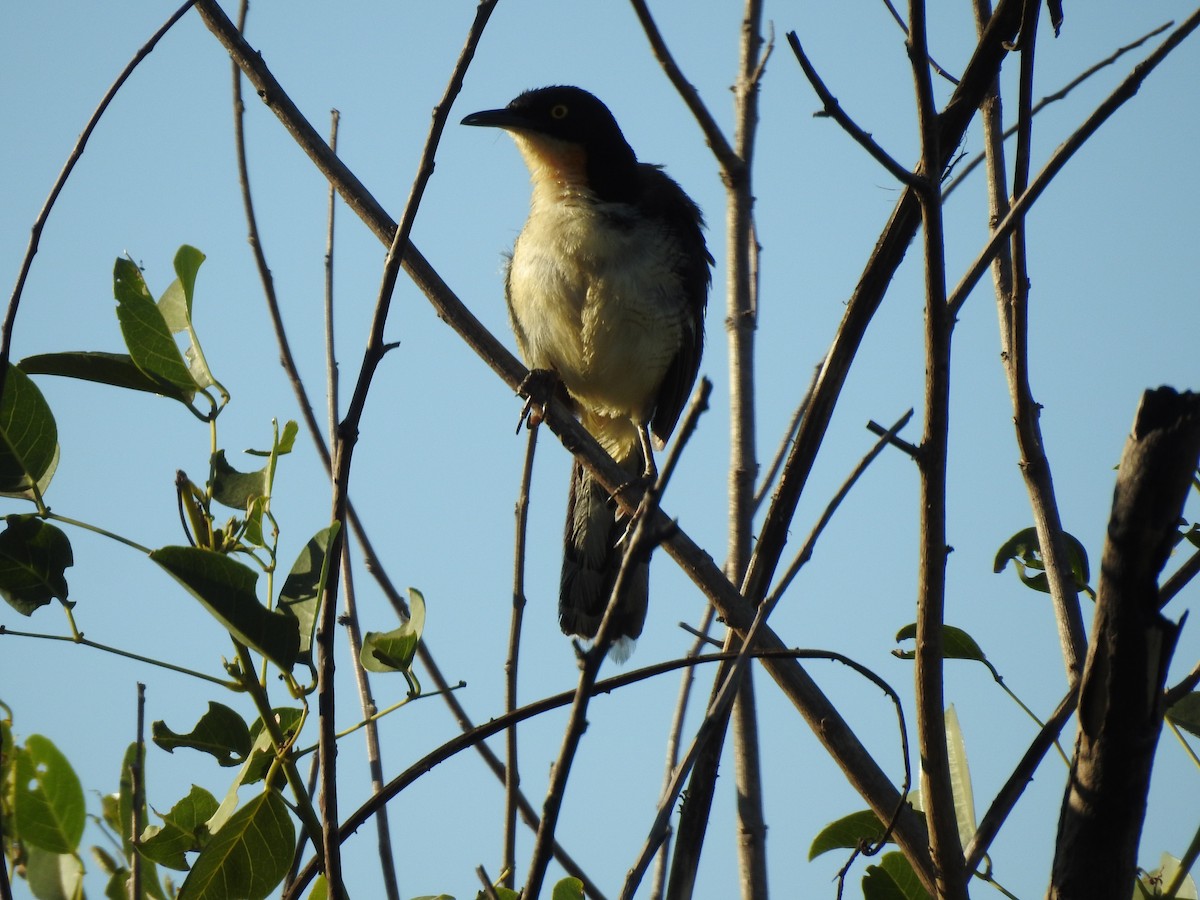 Black-capped Donacobius - ML312259481