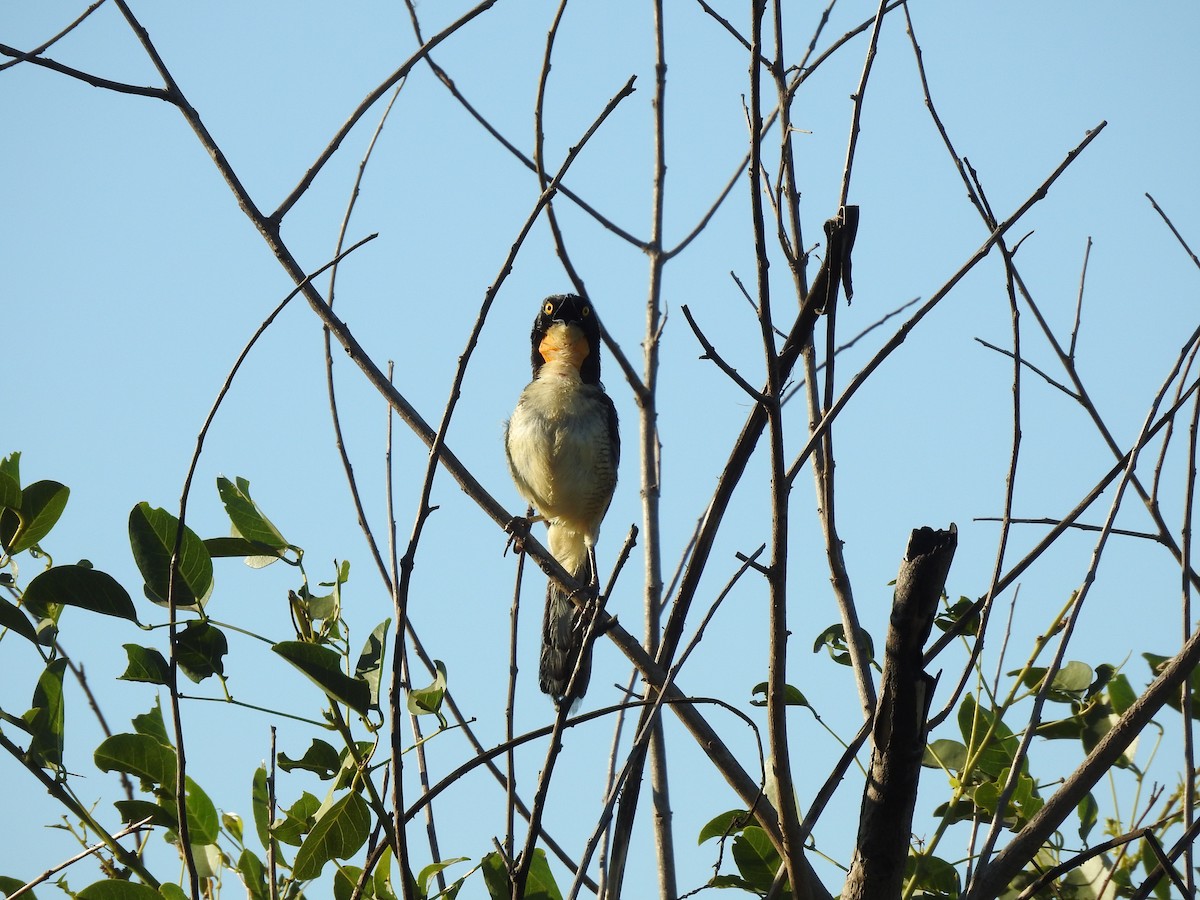 Black-capped Donacobius - ML312259561