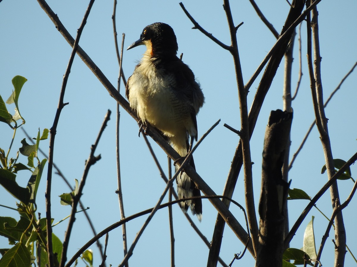 Black-capped Donacobius - ML312259621