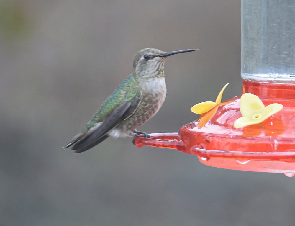 Anna's Hummingbird - ML312259651
