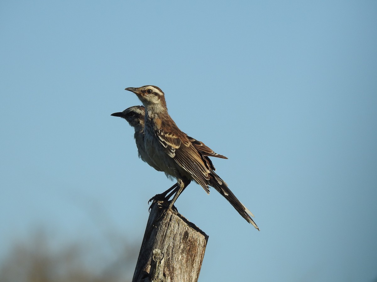 Chalk-browed Mockingbird - ML312259931