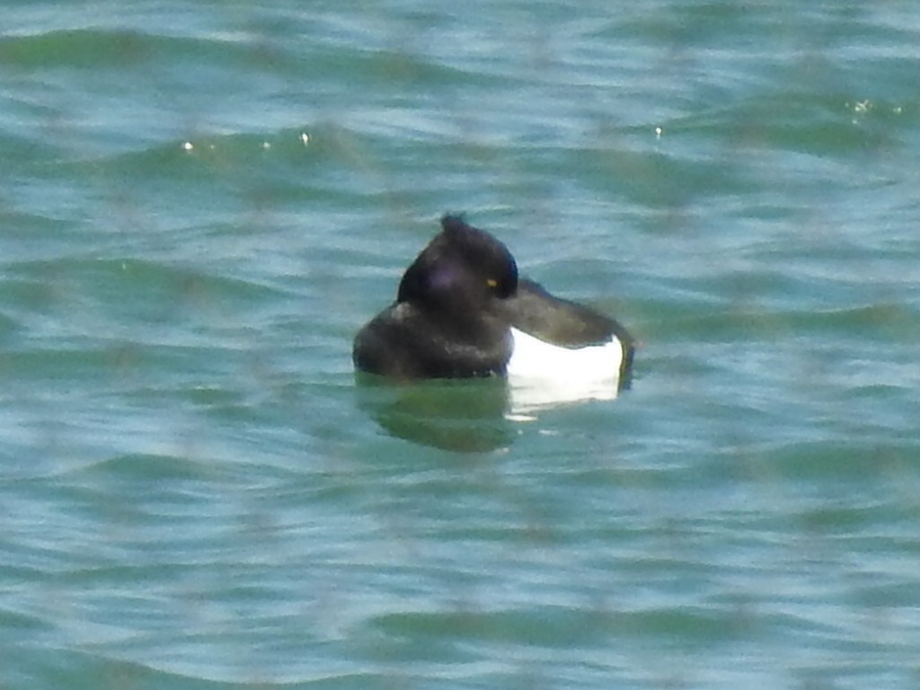 Tufted Duck - ML312262231
