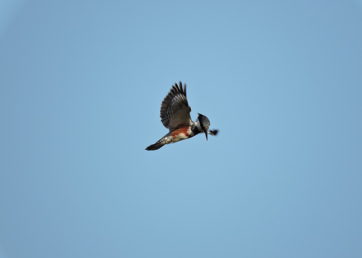 Belted Kingfisher - ML31226361