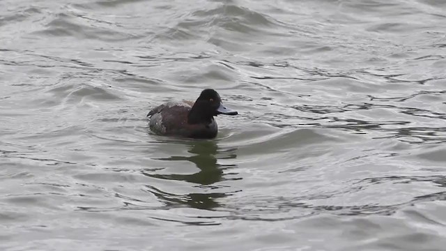 Lesser Scaup - ML312264221