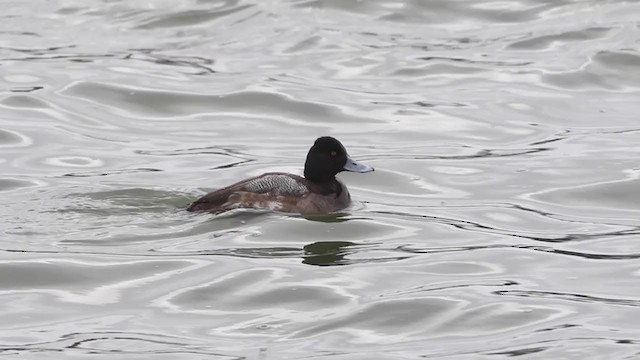 Lesser Scaup - ML312264411