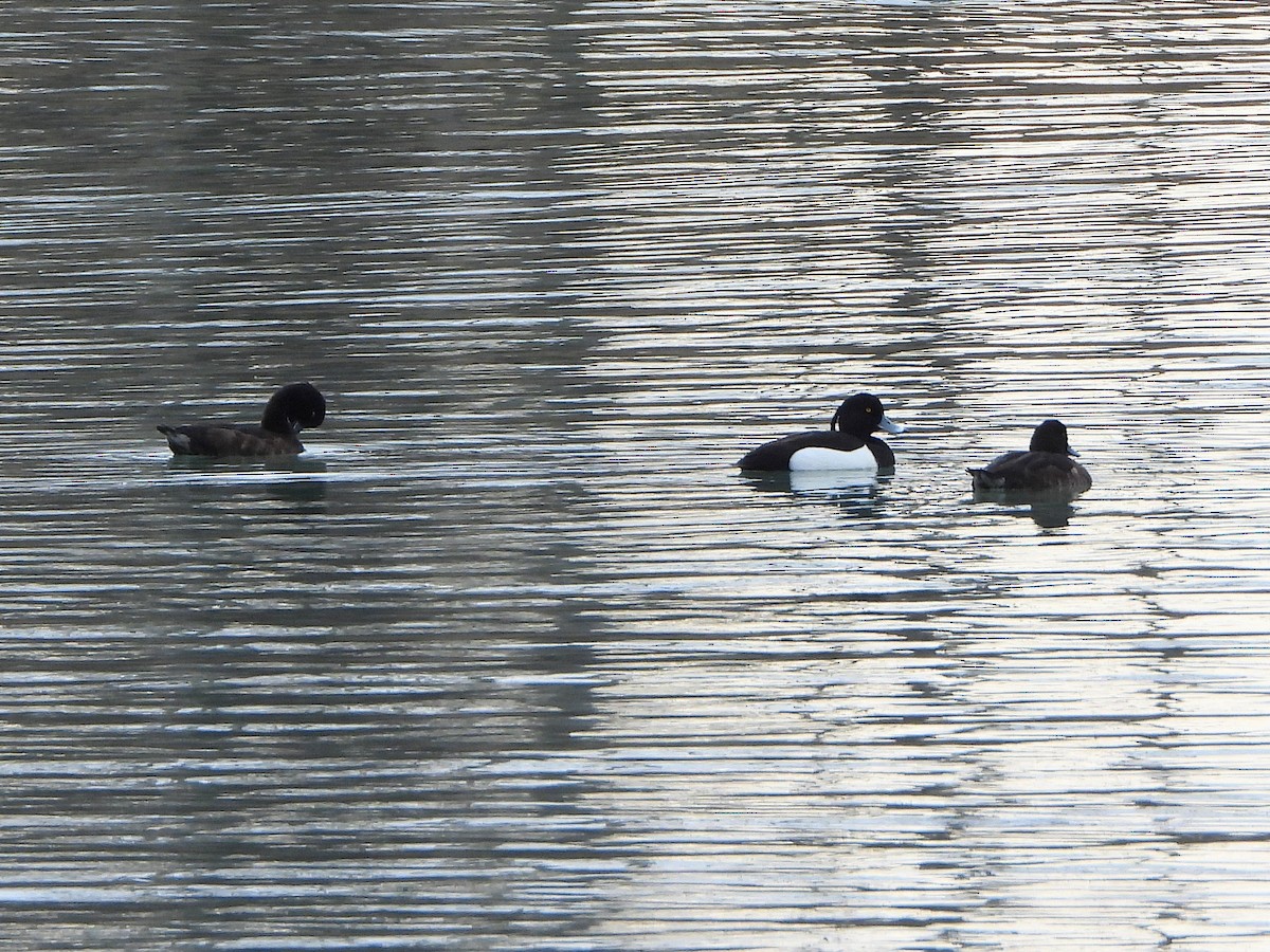 Tufted Duck - Fabio Consolino