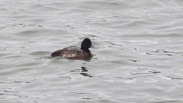 Lesser Scaup - ML312265631