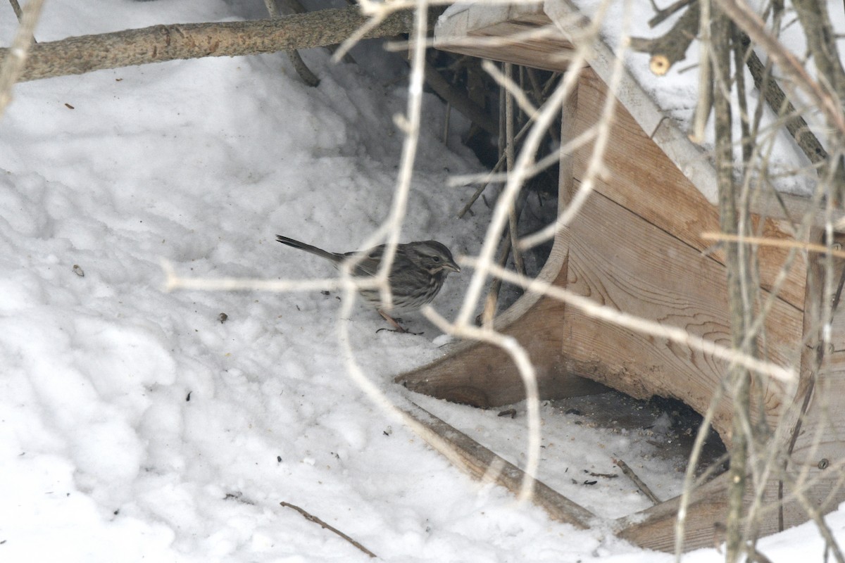 Song Sparrow - Monica Siebert