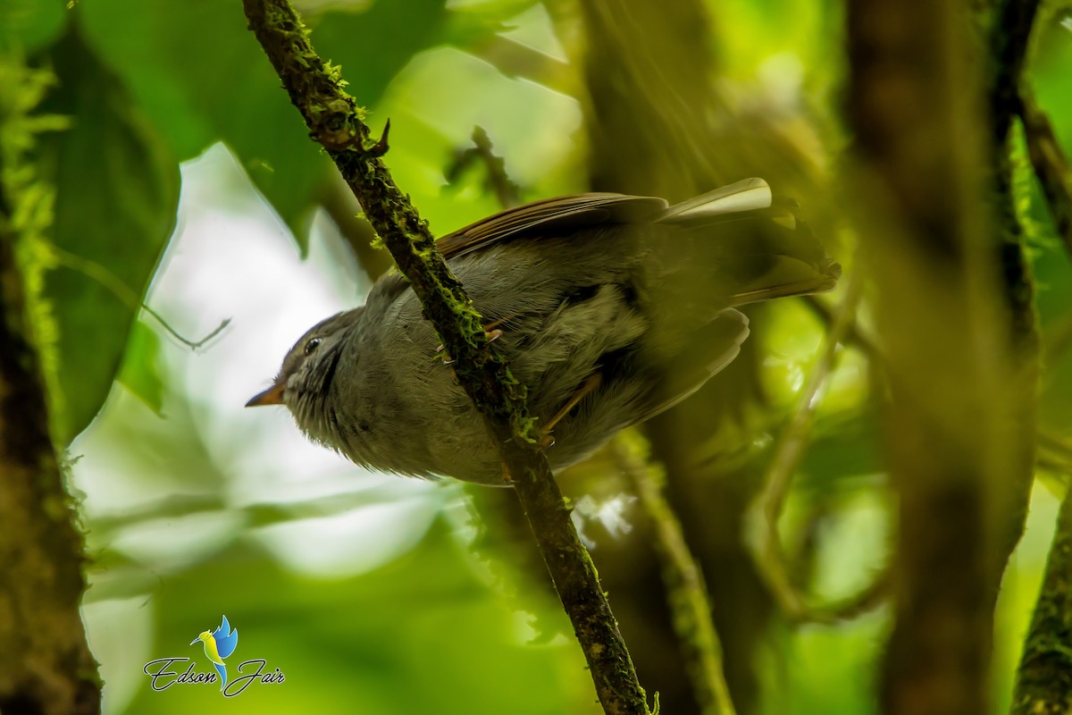 Andean Solitaire - Jair Lozano