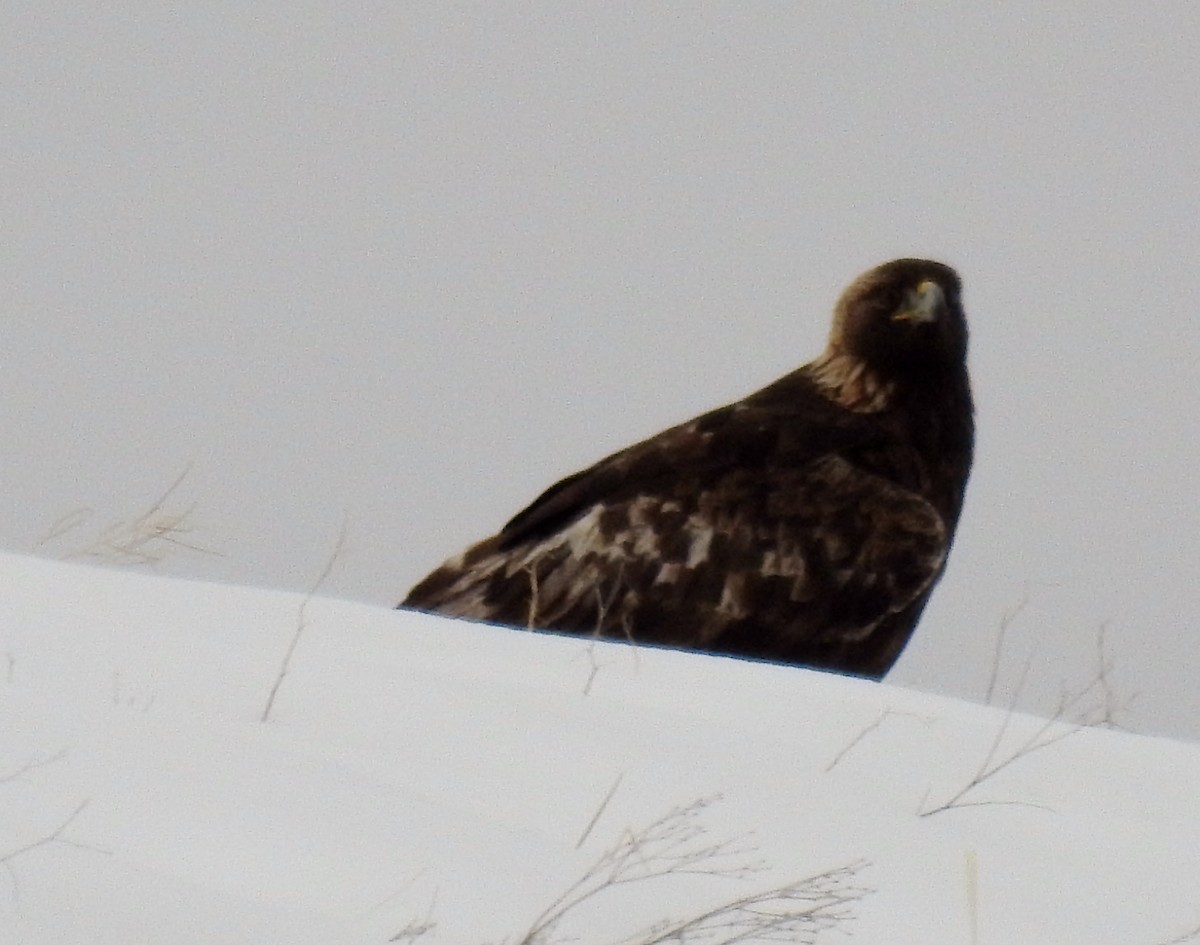 Golden Eagle - K.C. Anderson