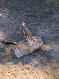 Chukar - ML312271151