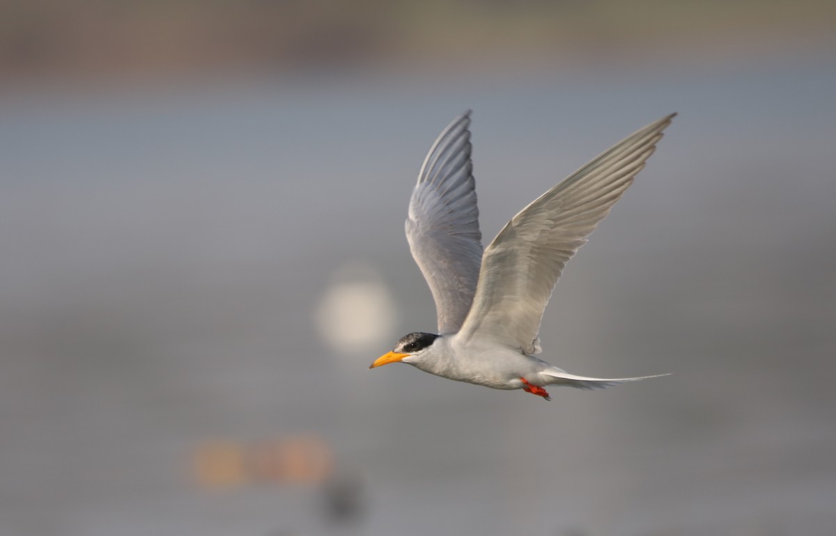 River Tern - Vyom Vyas