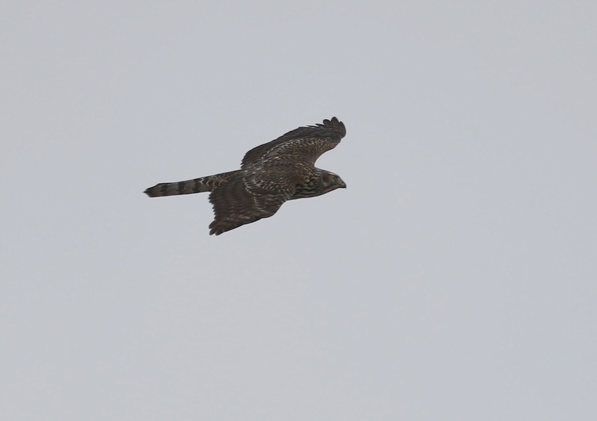 American Goshawk - ML312273061