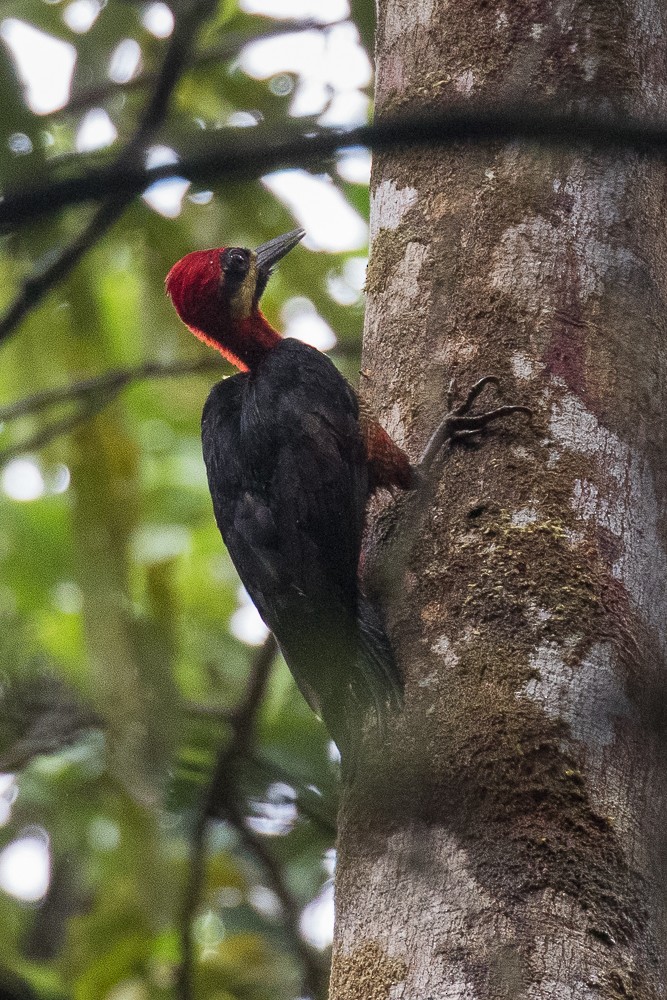 Crimson-bellied Woodpecker - ML312273101
