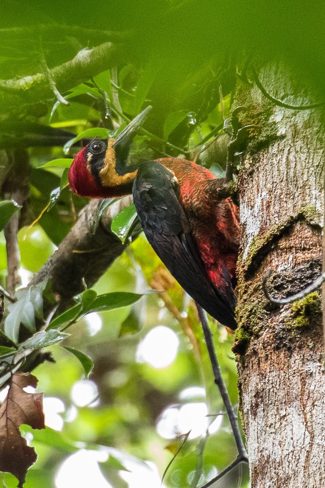 Crimson-bellied Woodpecker - ML312273131