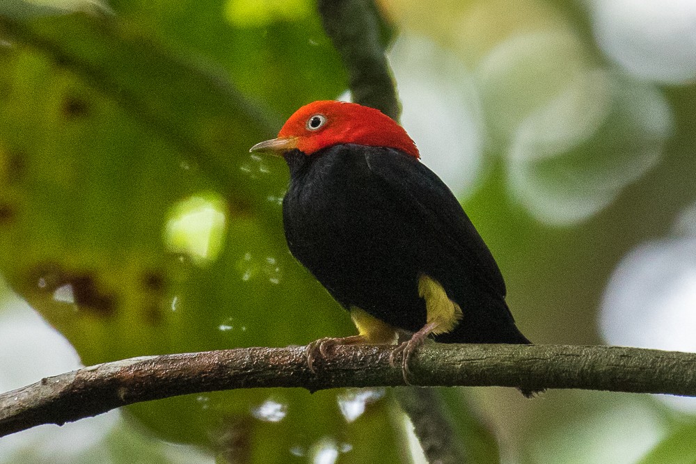 Red-capped Manakin - ML312273141