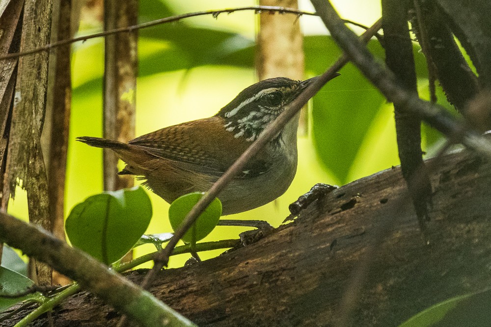 White-breasted Wood-Wren - ML312273171