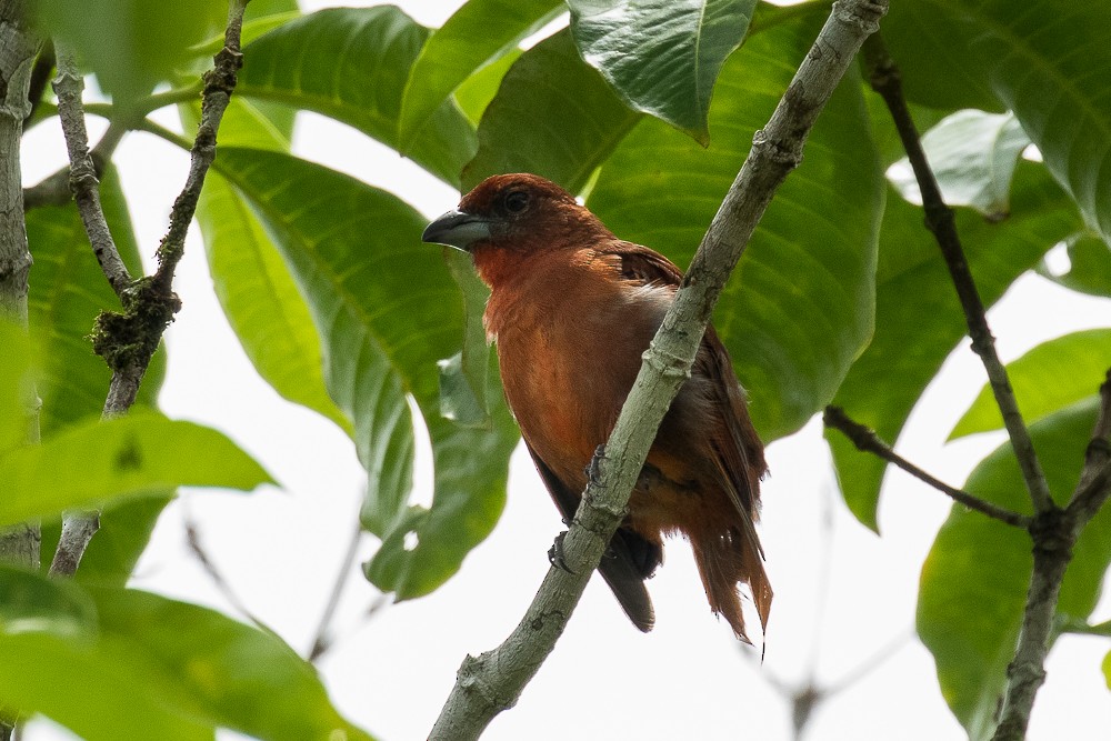 Hepatic Tanager - ML312273201