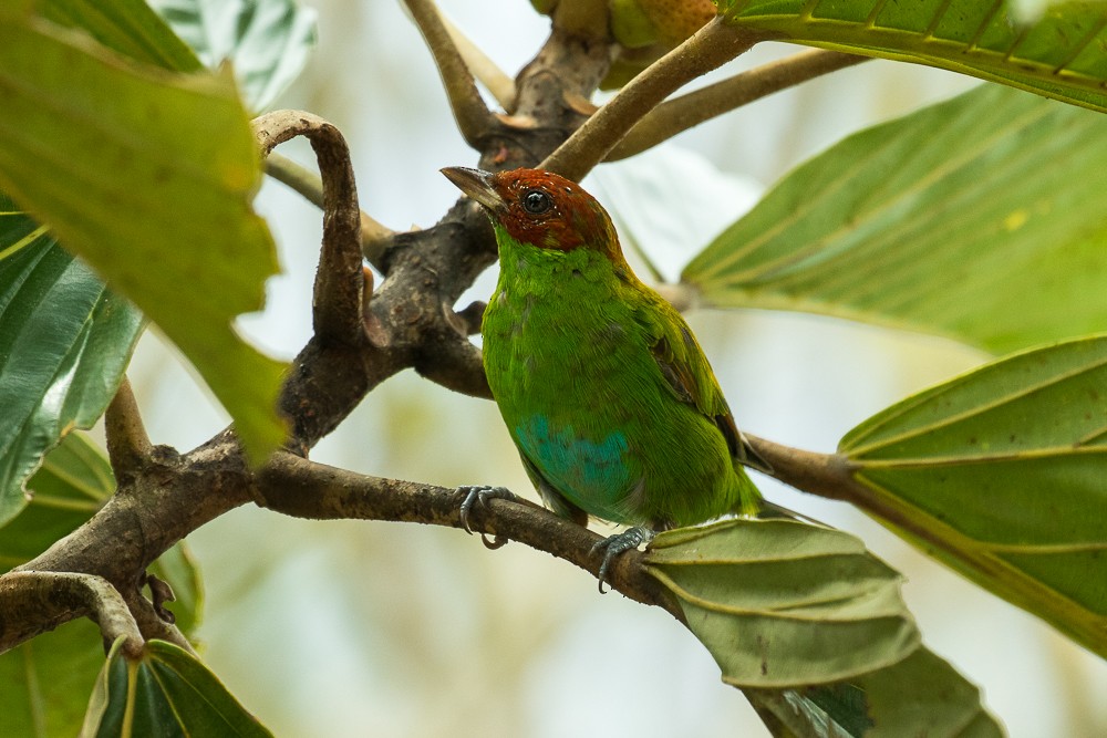Rufous-winged Tanager - ML312273221