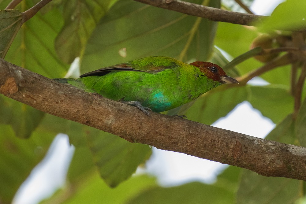 Rufous-winged Tanager - ML312273231