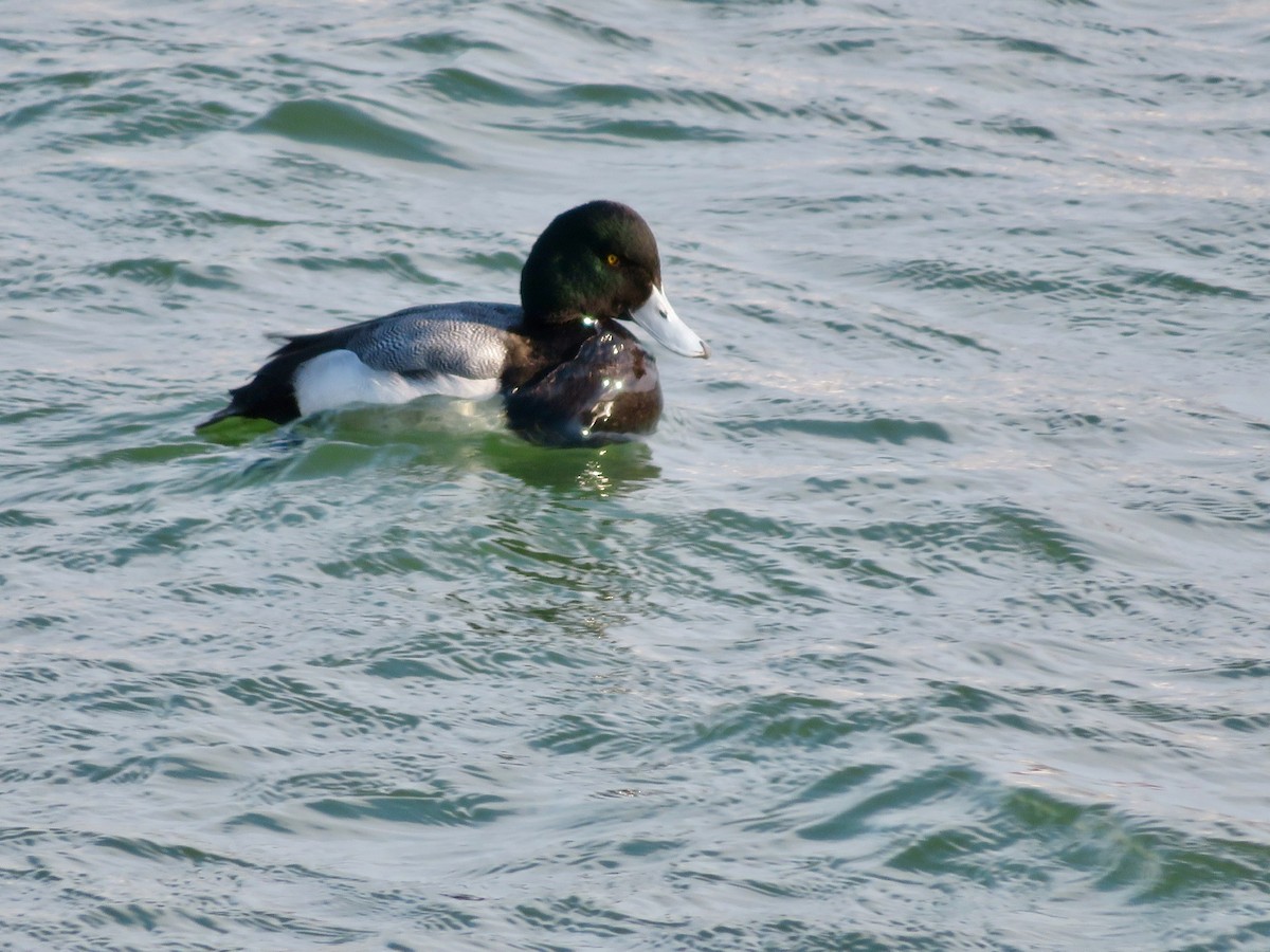 Greater Scaup - ML312274401