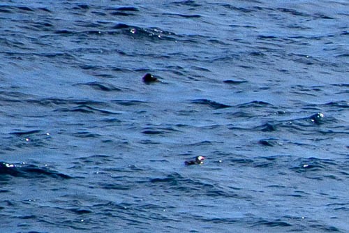Atlantic Puffin - ML31227471