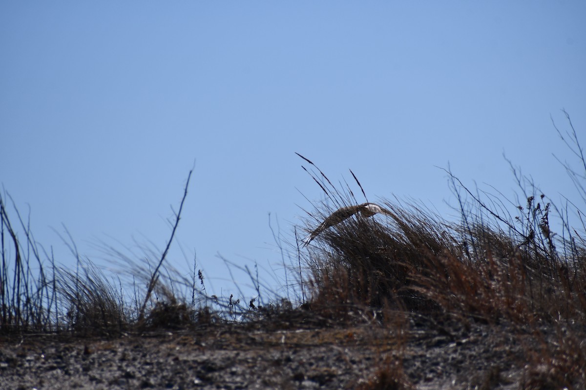 Northern Harrier - ML312275601