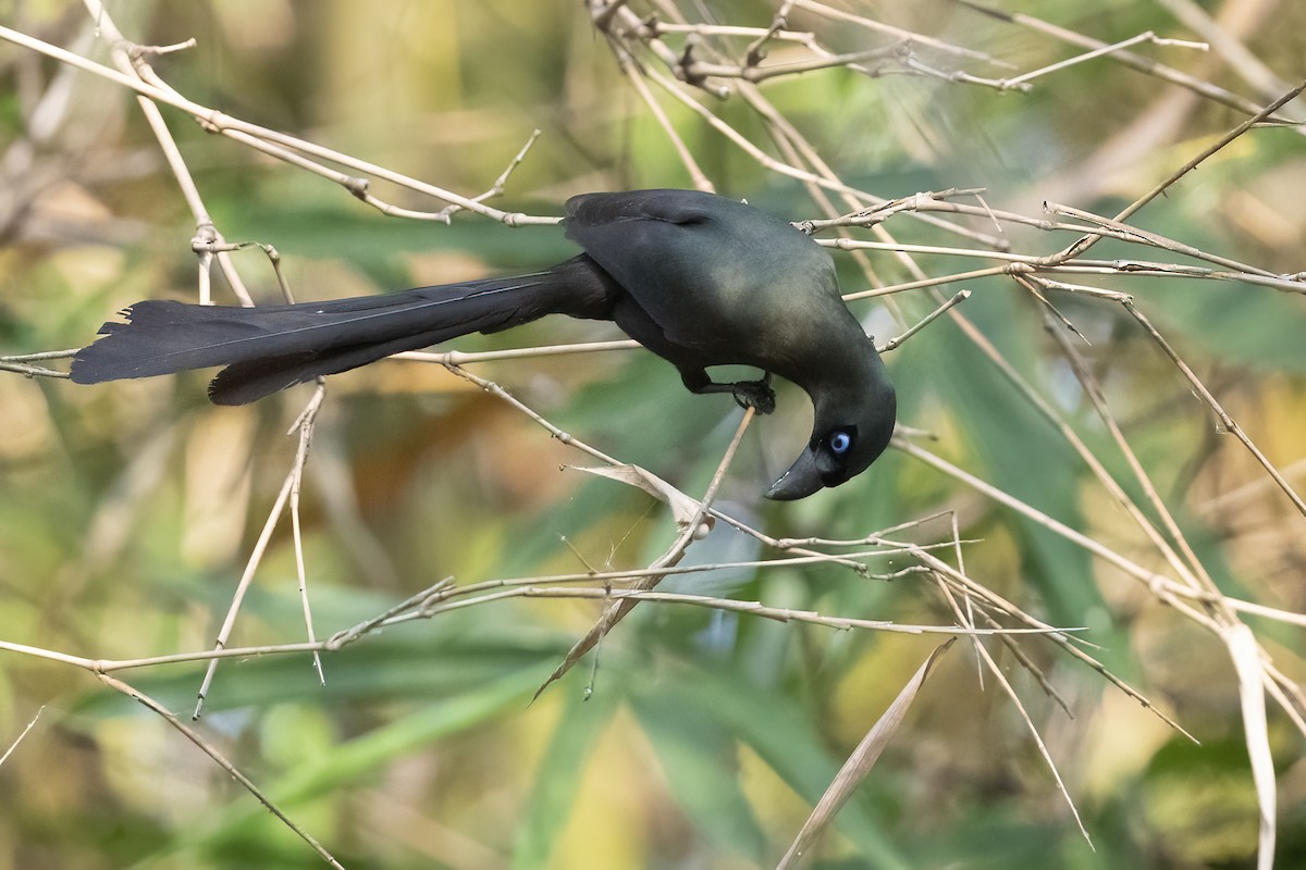 Racket-tailed Treepie - ML312276631