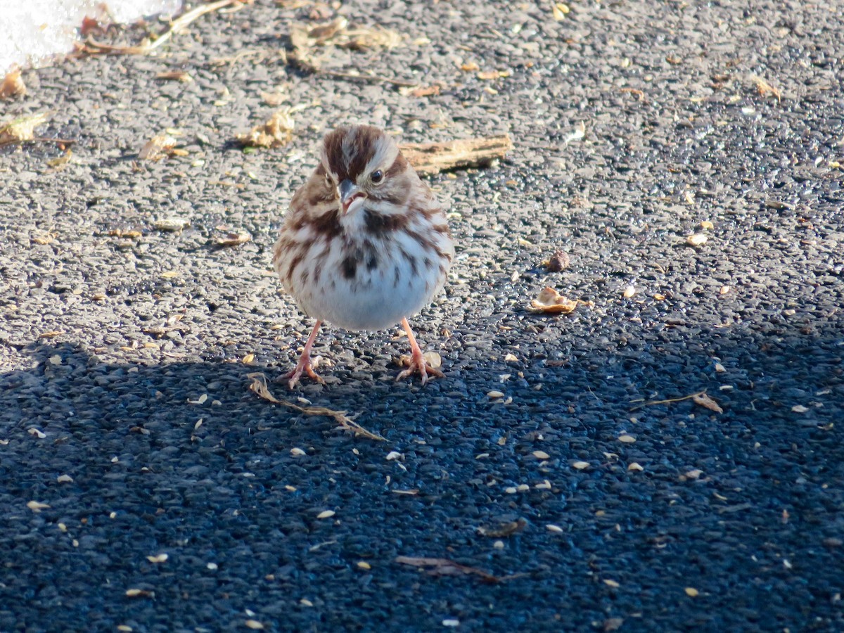 Song Sparrow - ML312277181