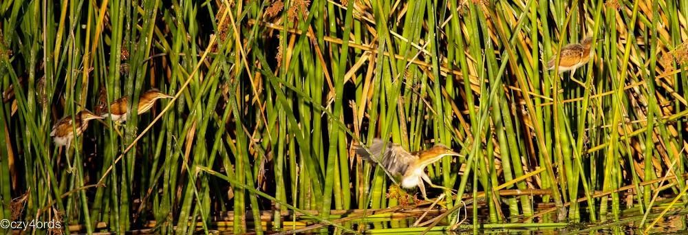 Least Bittern - ML31227781