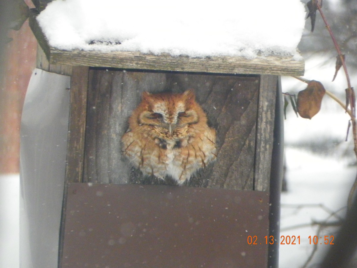 Eastern Screech-Owl - ML312278211