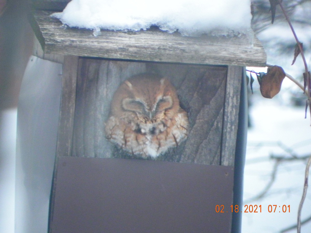 Eastern Screech-Owl - ML312278451