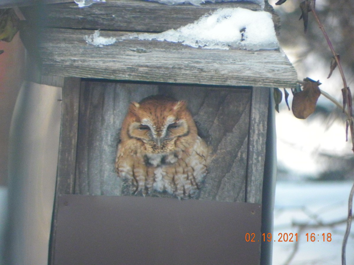 Eastern Screech-Owl - Michael Rock