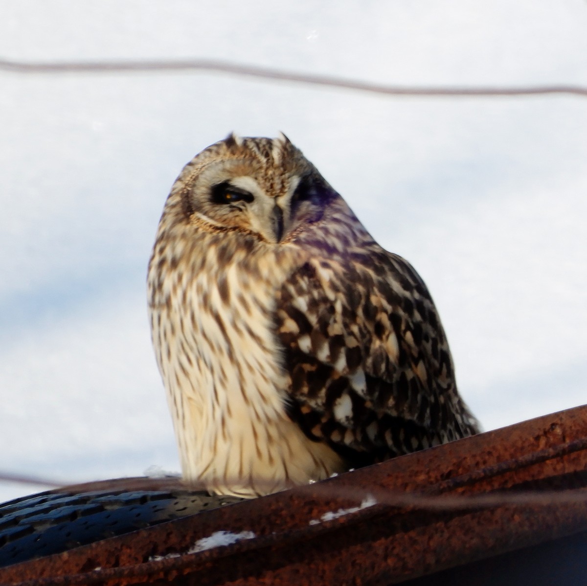 Short-eared Owl (Northern) - ML312279281