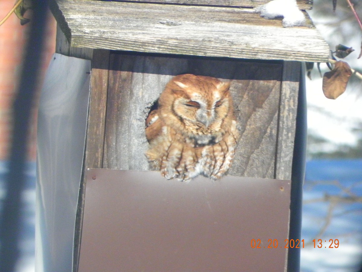 Eastern Screech-Owl - ML312279411