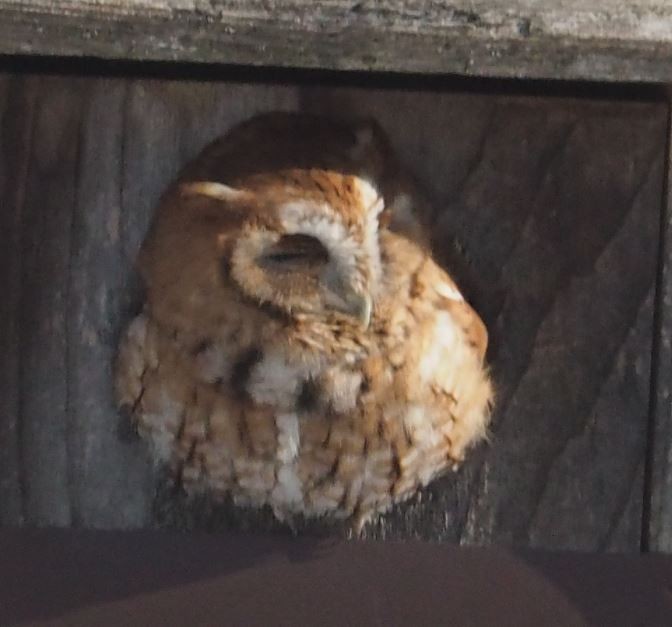 Eastern Screech-Owl - Michael Rock