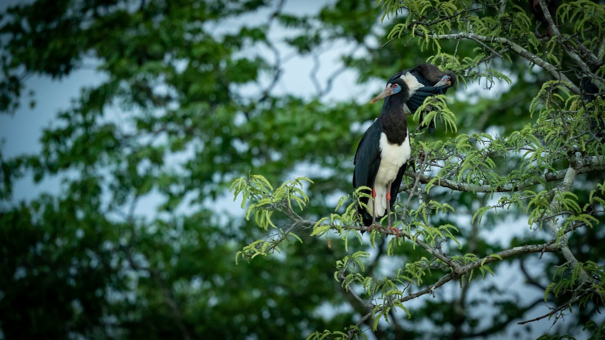 blåmaskestork - ML312280791