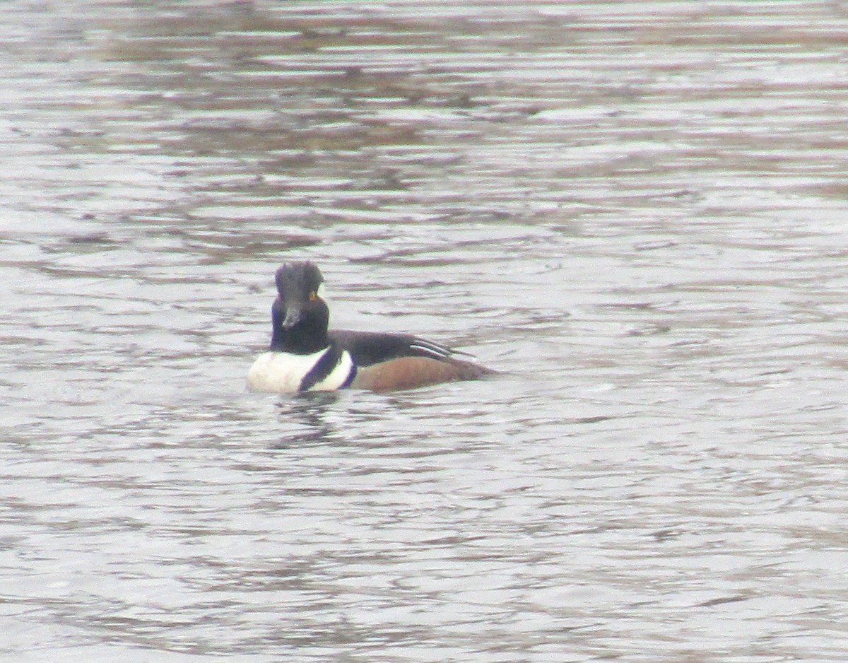 Hooded Merganser - ML312281201
