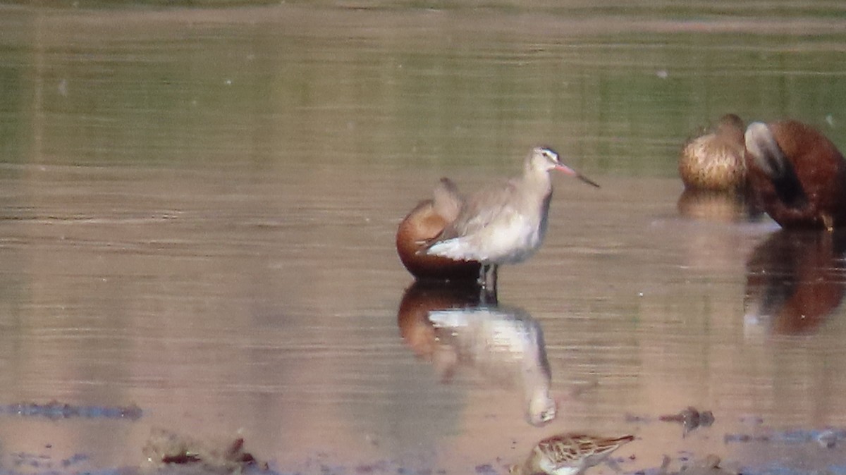 Hudsonian Godwit - ML312282241