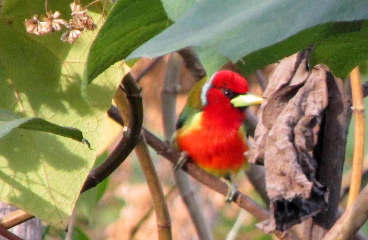 Kırmızı Başlı Barbet - ML312283511